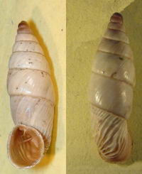 Tabella della Famiglia Clausilidae